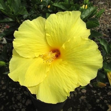 Hibiscus rosa-sinensis 'Big Bang' - Tropical Hibiscus